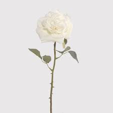 有機白玫瑰純露
