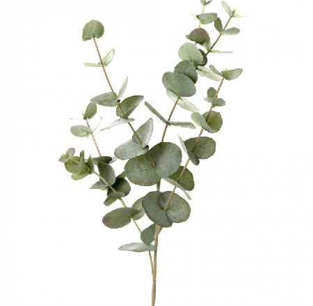 複製 尤加利精油10ml  Eucalyptus radiata